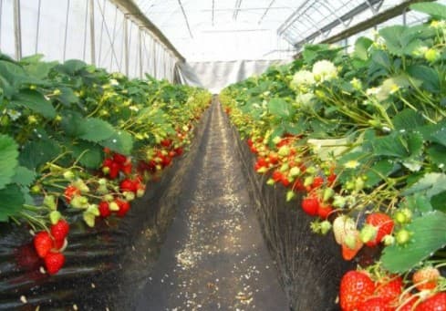 Tateyama: Enjoy Strawberry Picking to Your Heart's Content! 30-Minute Strawberry Picking