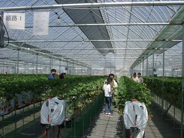 [April 11〜May 10] Strawberry Picking: Enjoy 4 Types Of Strawberries In A Private Setting; They Are So Sweet That You Won't Need Condensed Milk