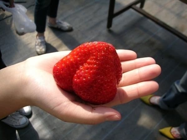 [May 11〜May 20] Strawberry Picking: Enjoy 4 Types Of Strawberries In A Private Setting; They Are So Sweet That You Won't Need Condensed Milk