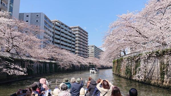 Meguro River Cherry Blossom Cruise! See Impressive 360 Views of Cherry Blossoms From a Boat