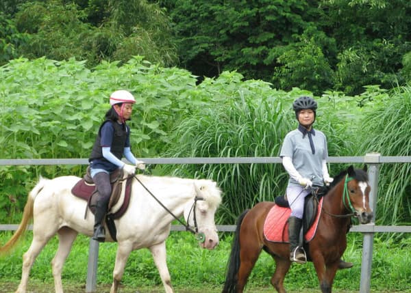 Build a Bond With Horses! Enjoy a Horseback Riding Lesson & Forest Trekking For a Leisurely Walk
