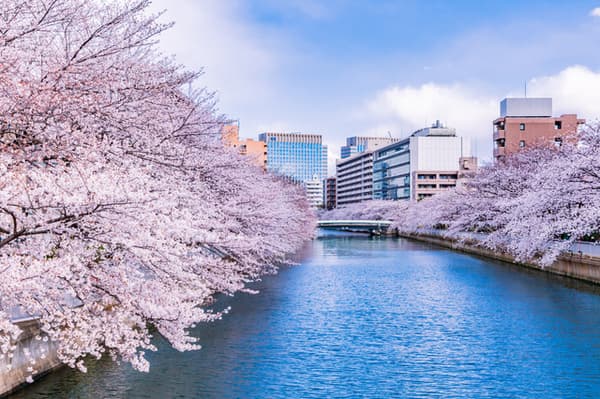 Sumida River Cherry Blossoms & Oedo Fukagawa Cherry Blossom Festival Cruise