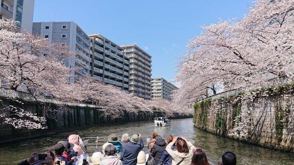 [Mar. 28 (Tues) Only] Special price (JPY 3,000)! Meguro River Cherry Blossom Cruise! See Impressive 360 Views of Cherry Blossoms From a Boat