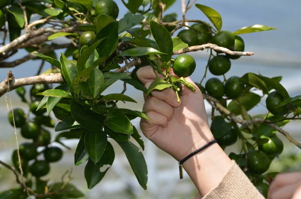 Go Shikuwasa Lime Picking, Discover Delicious Ways to Eat Them, and Learn Recipes in Okinawa