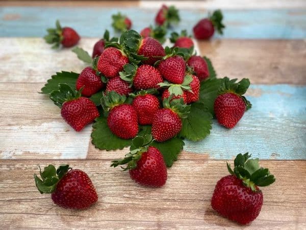 [January 13 ~ April 7: weekends only]  Standard Plan (2 part system)! Enjoy all-you-can-eat strawberries for 60 minutes! Compare Up to 10 Strawberry Varieties!
