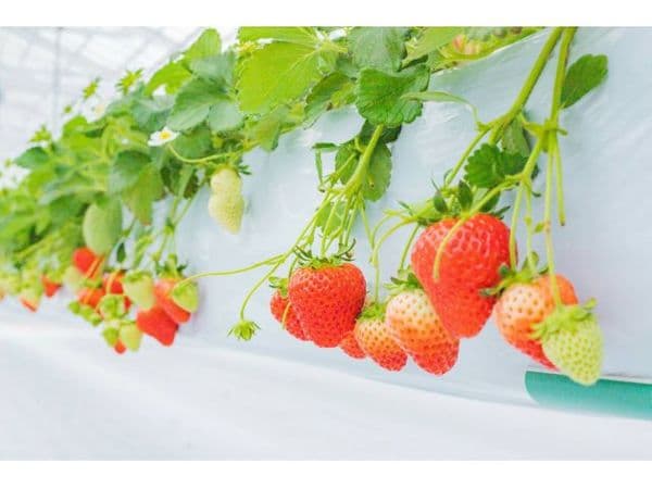 Kasukabe: Original varieties of strawberries only available here and Saitama exclusive varieties! Strawberry picking from 30min!