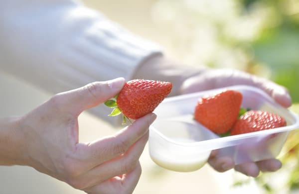 January 13 ～ April 7 [Funabashi] 4 minutes drive from Andersen Park! 35 minutes of all-you-can-eat strawberries (4 kinds!) in an elevated cultivation greenhouse!