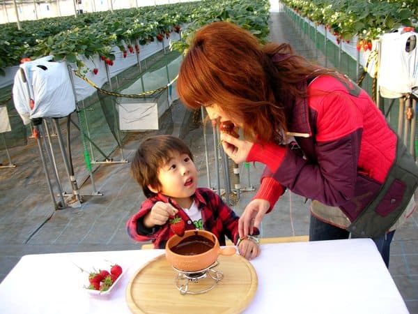 [March 1〜April 10] Strawberry Picking: Enjoy 4 Types Of Strawberries In A Private Setting; They Are So Sweet That You Won't Need Condensed Milk
