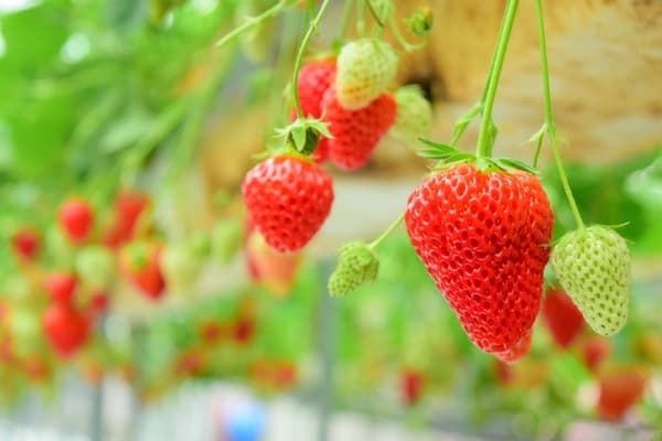 [January: Weekends & Public Holidays] 30-Minute All-You-Can-Eat Strawberry Picking Course!