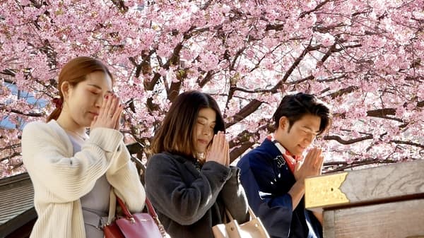 [60 Minute Course] View Cherry Blossoms on Board a Rickshaw! A Journey Through Kamakura’s History & Nature