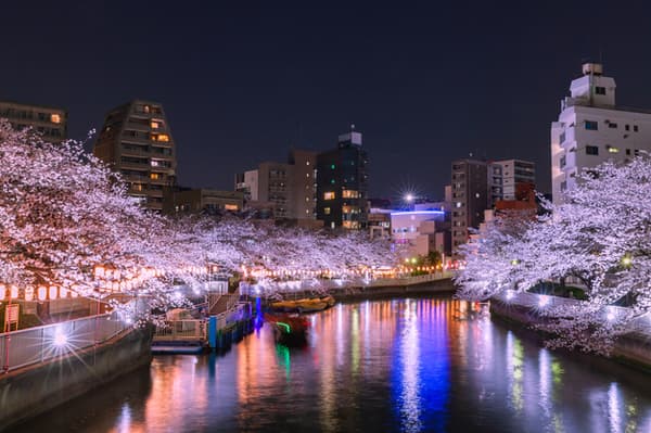 Night Time Cherry Blossom Cruise on the Beautifully Illuminated Sumida River（ 5:40PM～）