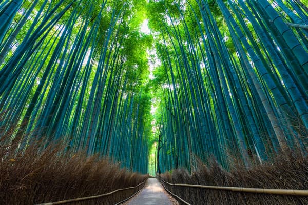 Kyoto Arashiyama Insider Walking Tour