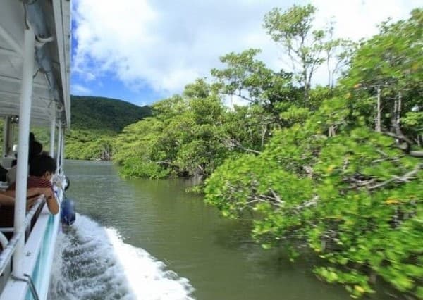 [9:30 Departure] Three island tour course: Iriomote Island, Yubu Island, Taketomi Island