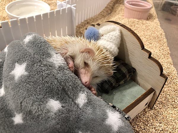 A cafe where you can relax in the world of cute hedgehogs and dollhouses.