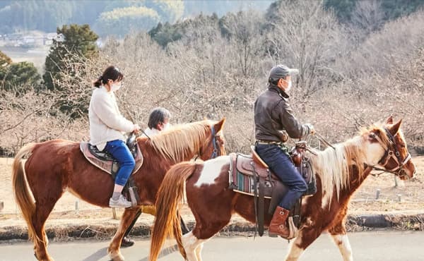 Experience an Extraordinary Adventure! A 2-Hour Course Featuring Forest Trail Riding & Indoor Horseback Riding