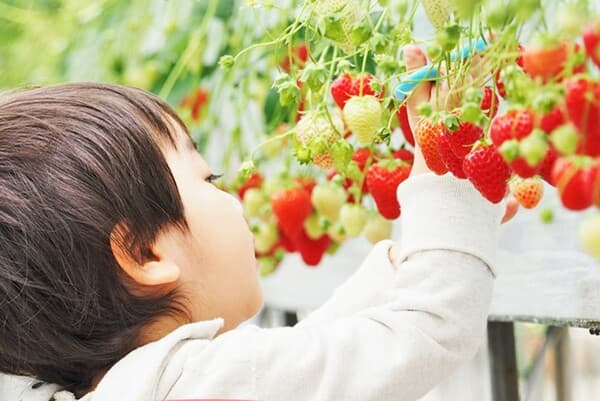 You won't be able to stop eating! Let's go strawberry-picking!