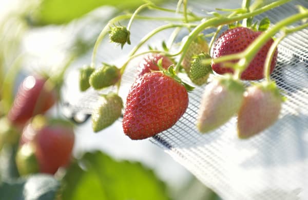 April 7 ～ May 7 [Funabashi] 4 minutes drive from Andersen Park! 35 minutes of all-you-can-eat strawberries (4 kinds!) in an elevated cultivation greenhouse!