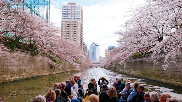 [Morning Departure / Mar. 28 (Tues), Apr. 3 (Mon) & 4 (Tues) Only]: Visit Cherry Blossom Viewing Spots in Tokyo and Meguro River on the Double-Decker Open-Top Bus and Cruise (Course That Starts at Tennozu Pier)