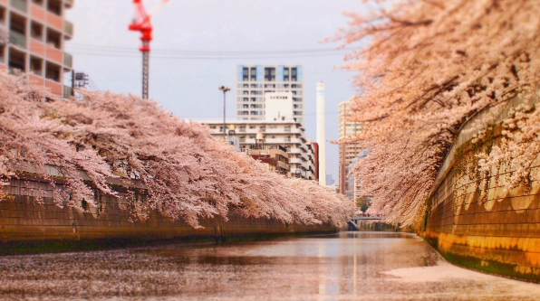 [Chartered] Enjoy the luxury of cherry blossoms on the peaceful Meguro River in the early morning! Hanami & Tokyo Bay Cruise 2023