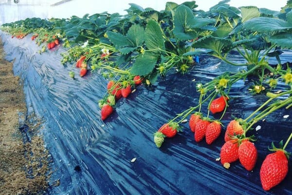 All-You-Can-Eat Rare Premium Strawberries for 30 Minutes! Delicious Strawberry Picking Experience