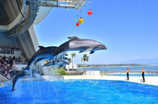Kyushu's Largest Aquarium! Marine World Uminonakamichi Admission Ticket