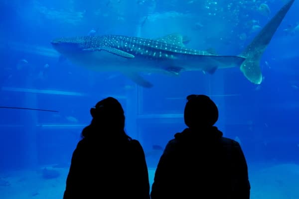 [Ages 3-5] Explore the world's oceans! Admission ticket to Kaiyukan