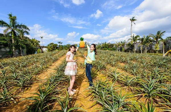 [Ages 4-15] Admission Ticket to "Nago Pineapple Park" a Pineapple-Themed Themepark
