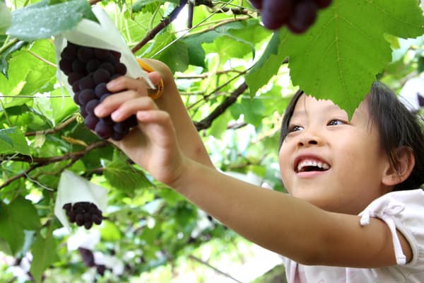 [Ages 4-6] Pick fruit to take home as as souvenirs! Okayama Fruit Picking Bus Ticket