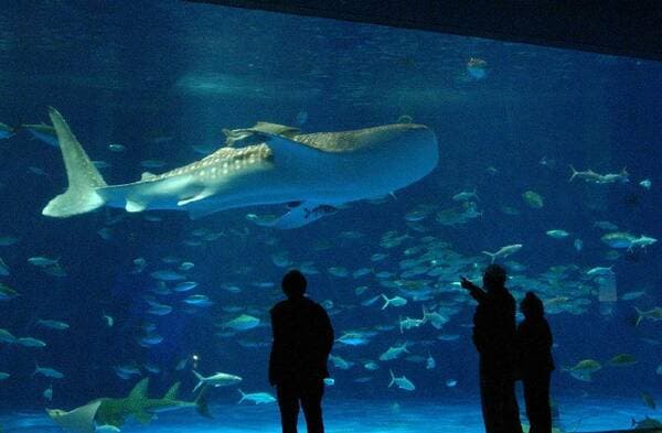 [Ages 16+] Experience the Majestic Whale Sharks: Admission Ticket to Kagoshima City Aquarium