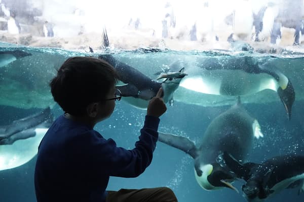 Go see the penguins in Shirahama!