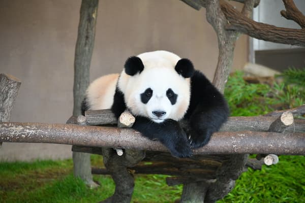 Go meet a happy panda family!