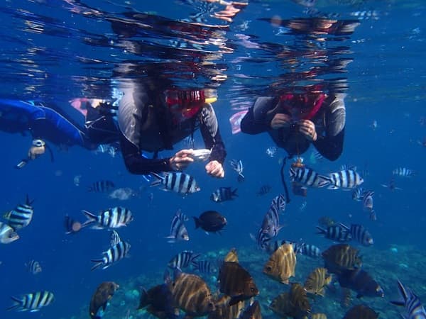 Choose From 2 Options! Blue Cave & Snorkeling With Cute Fishes or Diving [Includes Round-Trip Transportation]