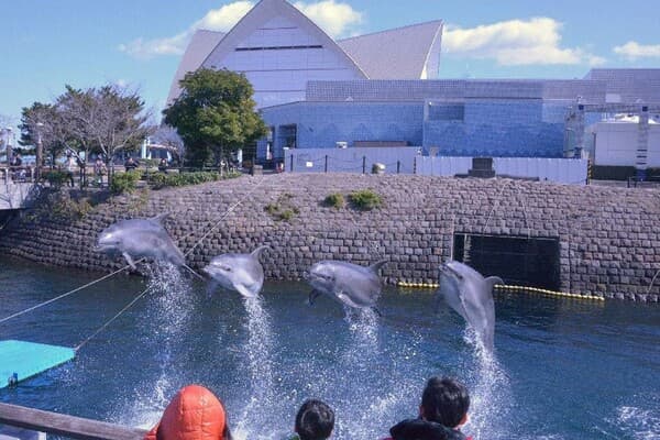 [Ages 7-15] Experience the Majestic Whale Sharks: Admission Ticket to Kagoshima City Aquarium