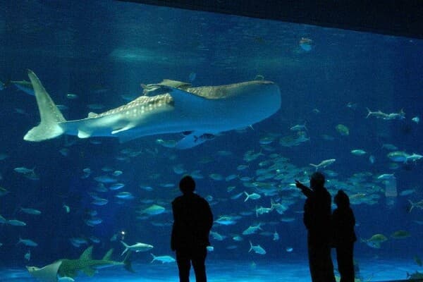[Ages 4-6] Experience the Majestic Whale Sharks: Admission Ticket to Kagoshima City Aquarium