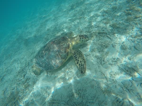 Embark on a Beach Excursion Day Trip to Tokashiki Island and Visit Tokashiku Beach, Home of Sea Turtles
