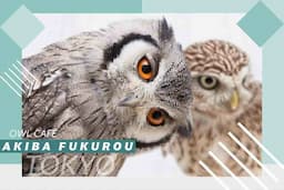 [Akihabara Owl Cafe] Experience interacting with owls from all over the world ★ 1 hour admission course ★Owl Cafe Tokyo Akiba Fukurou