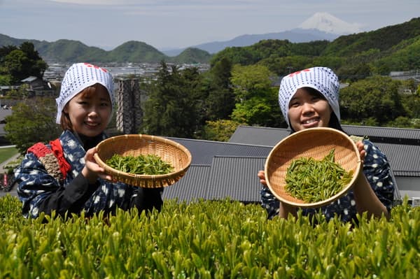 Tea Picking Activity In Tea Picking Costume (Including Tasting And Souvenir) in Shizuoka