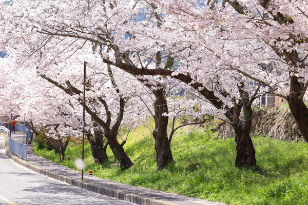 [April 2-7 ONLY] Enjoy Splendid Bento Style Meal under Cherry Blossom - Special Viewing Seats at Yamanakadani Valley (Includes Shuttle Bus Service) - Osaka