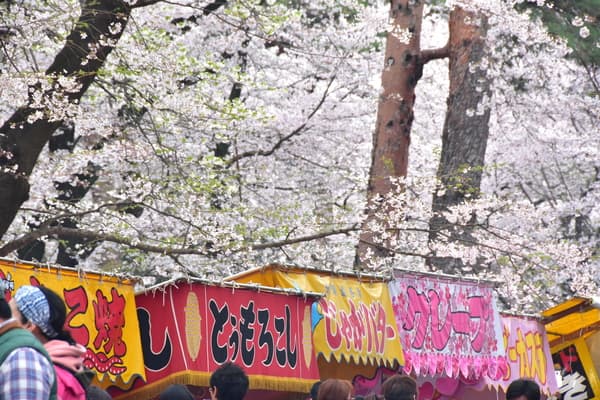 [April 2-7 ONLY] Cherry Blossom Viewing at Yamanakadani Valley, a Famous Cherry Blossom Viewing Spot & Food Walk Experience (Includes Shuttle Bus Service) - Osaka