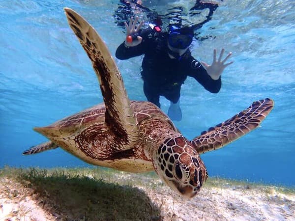 Experience the Blue Sea from Miyakojima, Okinawa! Snorkel with Sea Turtles!