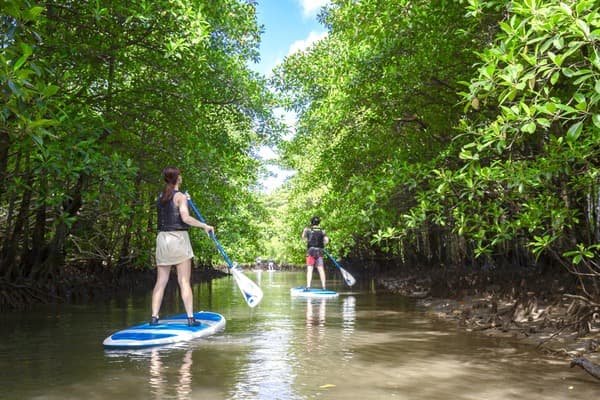 [Iriomote Island] Yubu Island Sightseeing & Mangrove SUP or Canoe